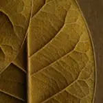 RELX MagicGo 4000 Tobacco (Gold) - Image 2